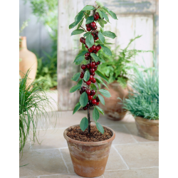 Sweet cherry - Prunus avium SYLVIA
 Container-P9 C0.5 Height-20-30CM Graft-Gisela 5