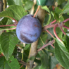 Naminė slyva (koloninė) - Prunus domestica IMPERIAL