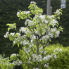 Naminė slyva (koloninė) - Prunus domestica IMPERIAL