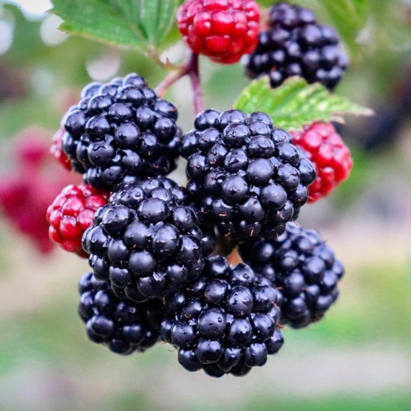 Blackberry - Rubus fruticosus TRIPLE CROWN