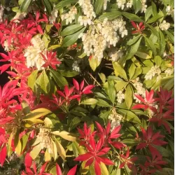 Japoninis bereinutis 'Little Heath Variegata' - Pieris japonica 'Little Heath Variegata'