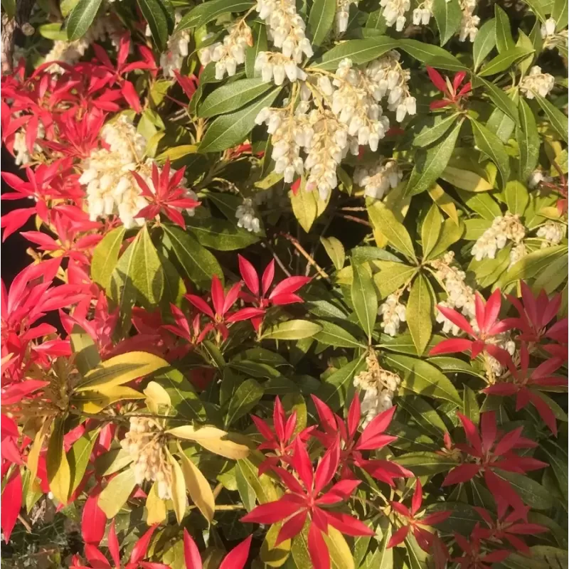 Japoninis bereinutis - Pieris japonica MOUNTAIN FIRE