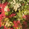 Japoninis bereinutis - Pieris japonica MOUNTAIN FIRE