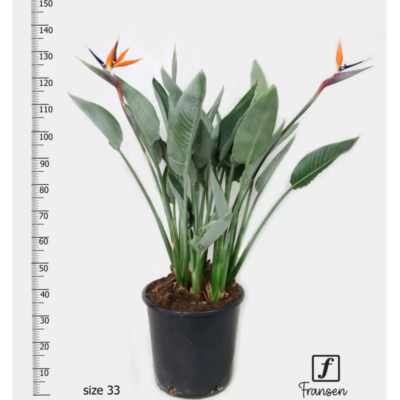 Puošnioji strelicija - Strelitzia reginae