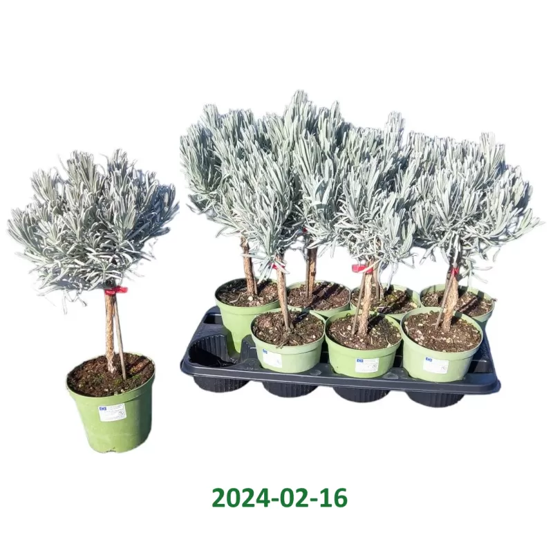 Tikroji levanda ant kotelio - Lavandula angustifolia stem