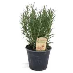 Rosmarinus officinalis