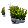 Paprastasis buksmedis - Buxus sempervirens