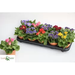 Primula acaulis BELLISI mix (Look&taste edible flowers)