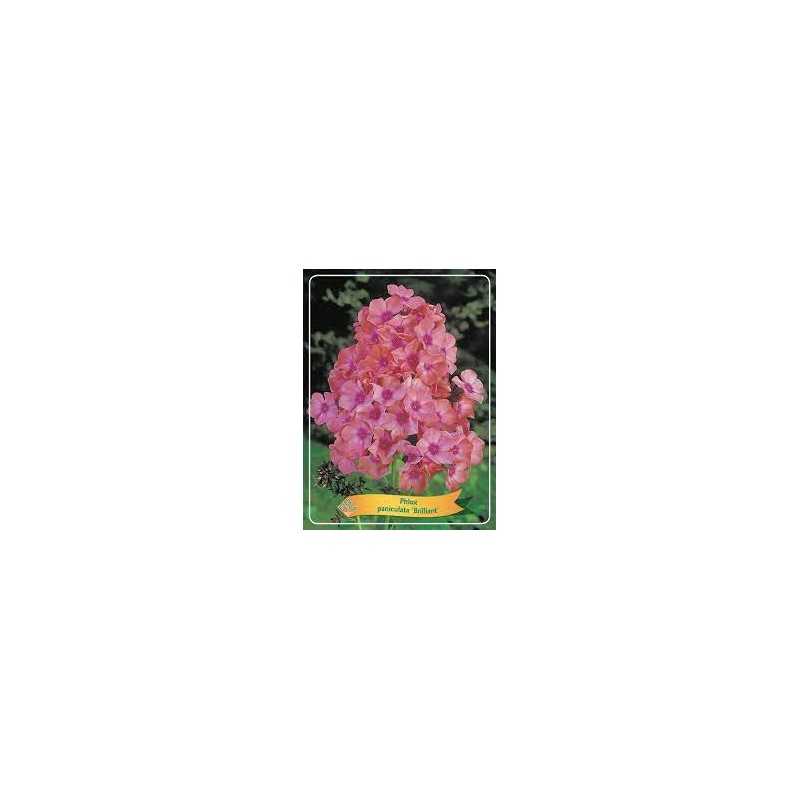 Phlox paniculata Brilliant P11 (užsakius iš rudens 8 vnt. + 2 vnt. dovanų)  rožinė + tamsi širdis