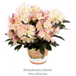 Jakušimaninis rododendras - Rhododendron yakushimanum PERCY...