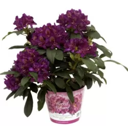 Garden plants/Trees/Flowers/ web-shop