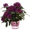 Garden plants/Trees/Flowers/ web-shop