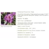 Garden plants/Trees/Flowers/ web-shop