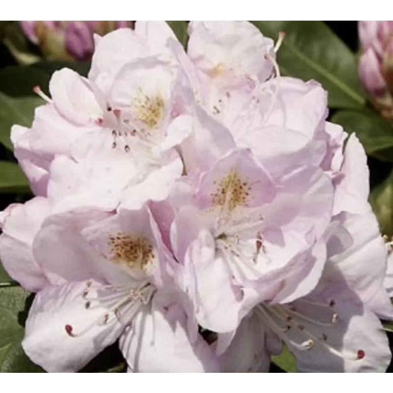 Garden plants/Trees/Flowers/ web-shop