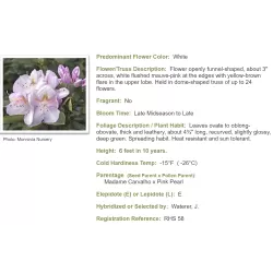 Garden plants/Trees/Flowers/ web-shop