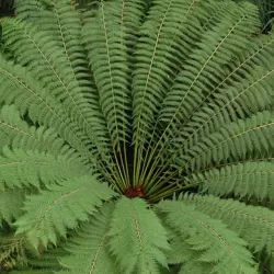 Antarktinė diksonija - Dicksonia antarctica