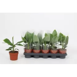 Kininis bananmedis - Musa acuminata CHEEKA