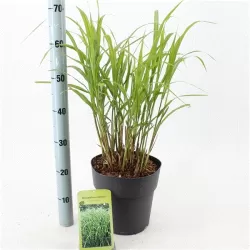 Kininis miskantas - Miscanthus sinensis ZEBRINUS