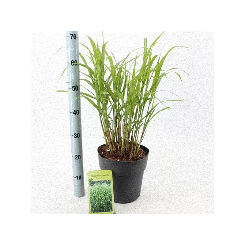 Kininis miskantas - Miscanthus sinensis ZEBRINUS