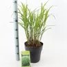 Kininis miskantas - Miscanthus sinensis ZEBRINUS