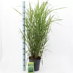 Kininis miskantas - Miscanthus sinensis ZEBRINUS