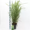 Kininis miskantas - Miscanthus sinensis ZEBRINUS