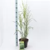 Kininis miskantas - Miscanthus sinensis ZEBRINUS