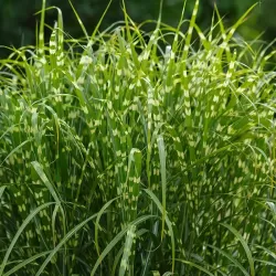 Kininis miskantas - Miscanthus sinensis ZEBRINUS