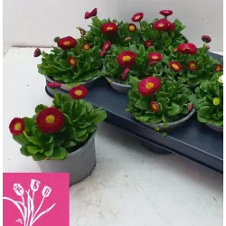 Daugiametė saulutė - Bellis perennis RUSHER RED