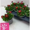 Bellis perennis RUSHER RED