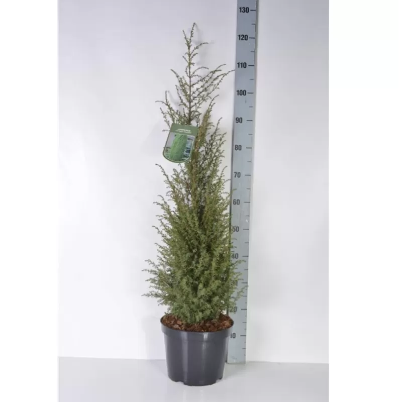 Paprastasis kadagys 'Hibernica' - Juniperus communis 'Hibernica'