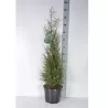 Paprastasis kadagys 'Hibernica' - Juniperus communis 'Hibernica'