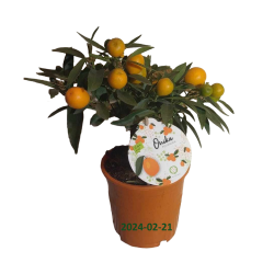 Citrus margarita Nagami on-stem Kumquat