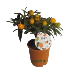 Kinkanas - Citrus kumquat poliandra ONIKA