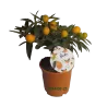 Citrus margarita Nagami on-stem Kumquat