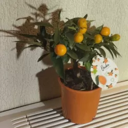 Citrus margarita Nagami on-stem Kumquat