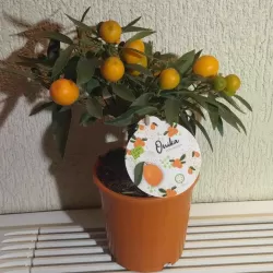 Citrus margarita Nagami on-stem Kumquat