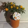Kinkanas - Citrus kumquat poliandra ONIKA