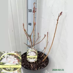 Rhododendron mollis PERSIL
