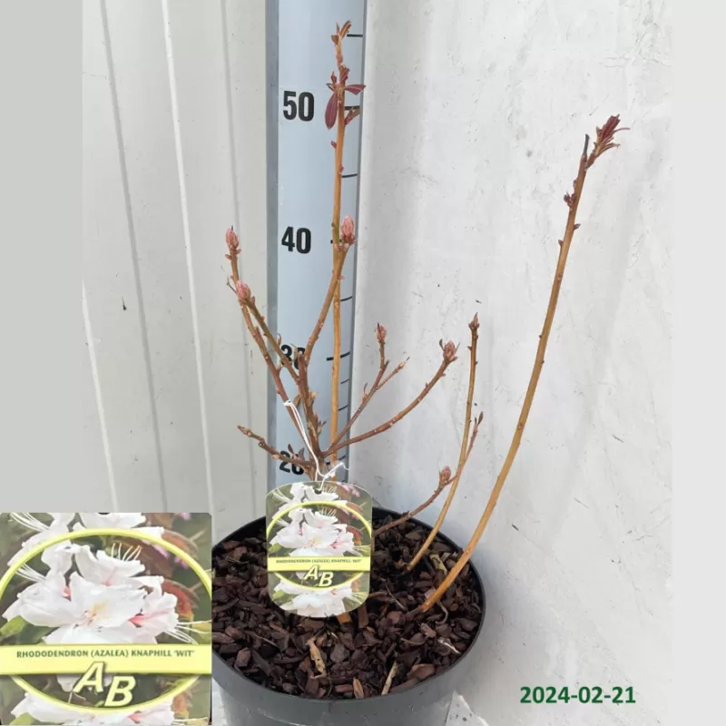 Rhododendron mollis PERSIL