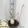 Švelnioji azalija - Rhododendron mollis PERSIL