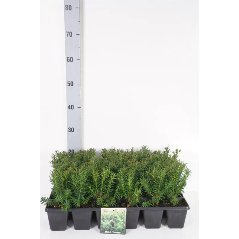 Kukmedis - Taxus media FARMEN Kukmedis - Taxus media FARMEN