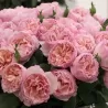 Rosa Charlene de Monaco