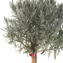 Tikroji levanda ant kotelio - Lavandula angustifolia stem