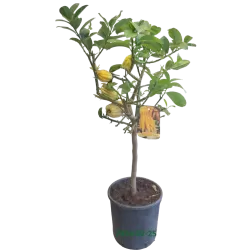 Citrinmedis Budos Ranka - Citrus medica BUDDHAS HAND