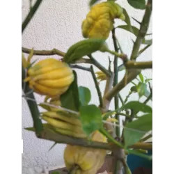 Citrinmedis Budos Ranka - Citrus medica BUDDHAS HAND