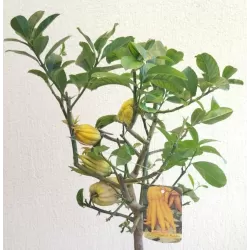 Citrinmedis Budos Ranka - Citrus medica BUDDHAS HAND