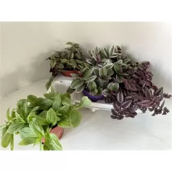 Tradeskantė - Tradescantia mix