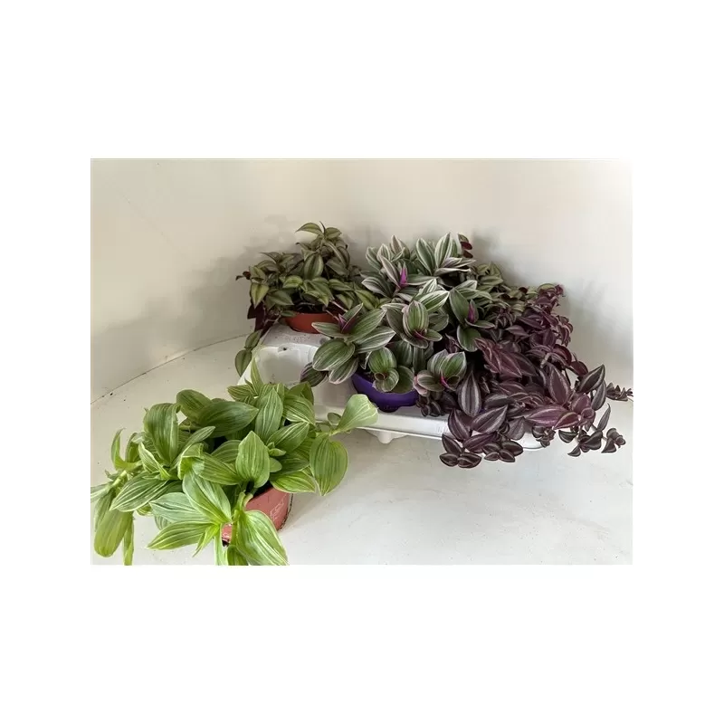 Tradeskantė - Tradescantia mix
