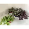 Tradeskantė - Tradescantia mix